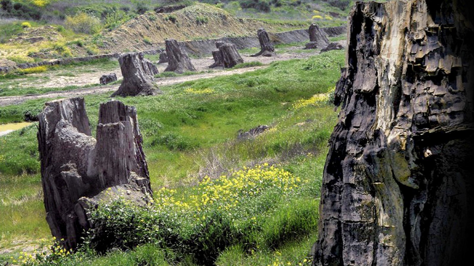 Foresta Fossile di Dunarobba — tronchi pliocenici